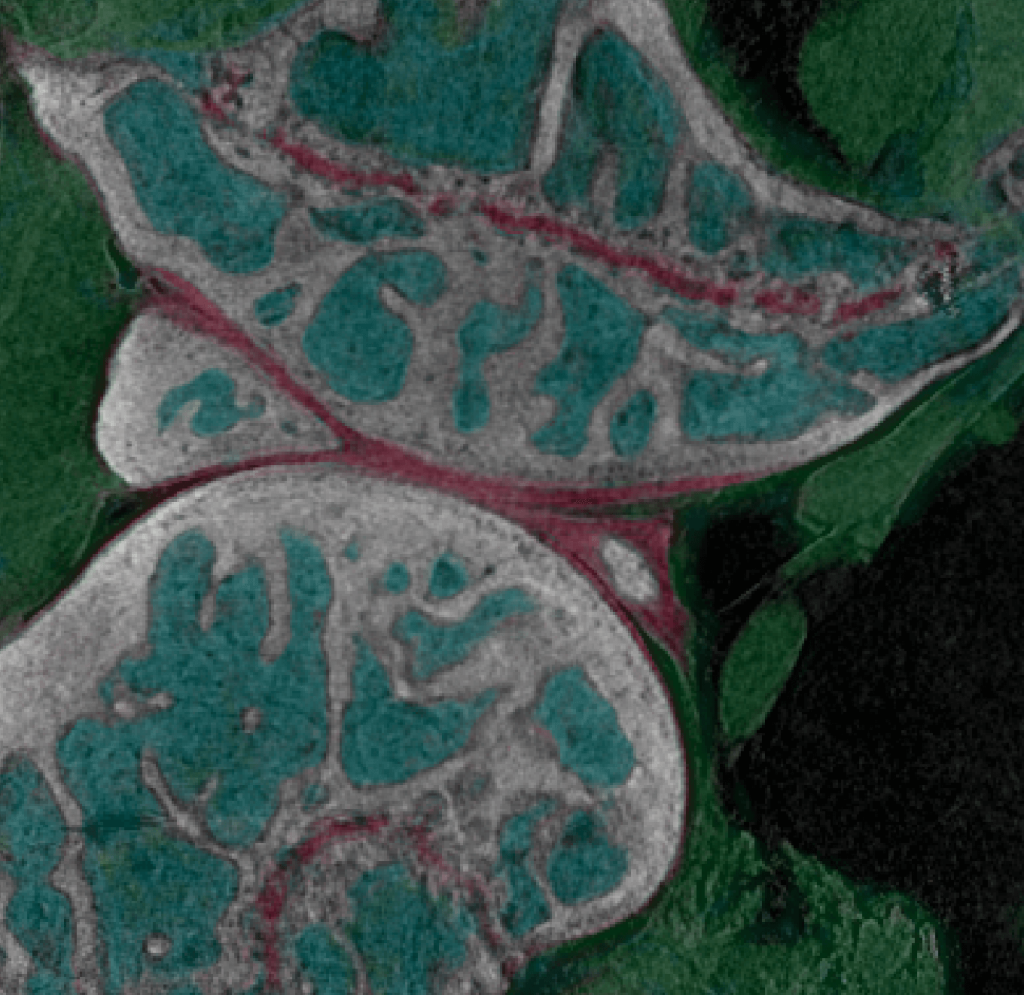 3D-NDT-Dual-Energy-Microscopes-for-Biomedical-Research