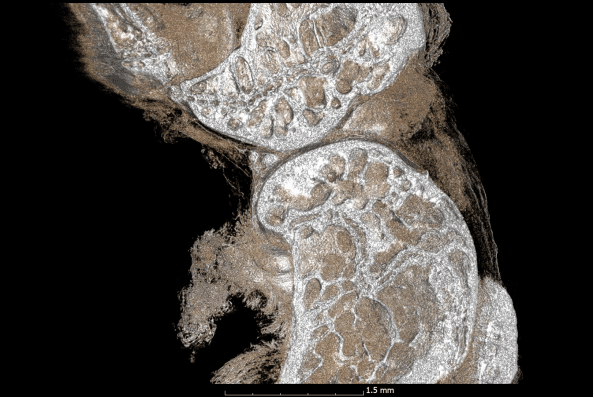 The inCiTe™ 3D X-ray microscope enables high contrast for tissues, like in this mouse stifle joint.